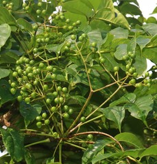 Zanthoxylum rhetsa