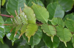 Zanthoxylum rhetsa