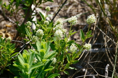 Ceanothus herbaceus