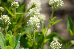 Ceanothus herbaceus