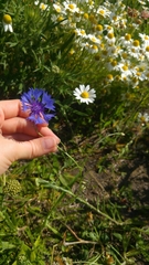 Centaurea cyanus