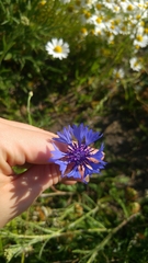 Centaurea cyanus