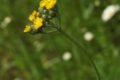 Pilosella glomerata