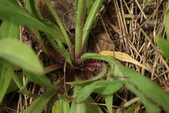 Pilosella glomerata
