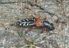 Staphylinus caesareus