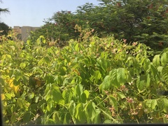 Combretum indicum