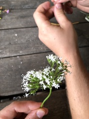 Valeriana officinalis
