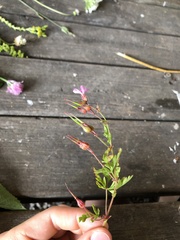 Geranium robertianum