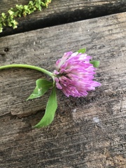 Trifolium pratense