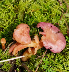 Hygrocybe cheelii
