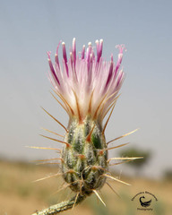 Oligochaeta divaricata