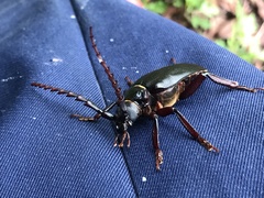 Prionus insularis