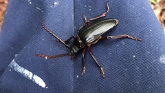 Prionus insularis