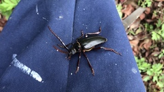 Prionus insularis