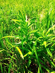 Euphorbia lucida