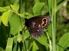 Erebia embla