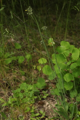 Pilosella glomerata