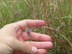 Dalea tenuis