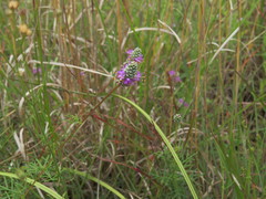 Dalea tenuis