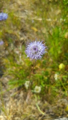 Jasione montana