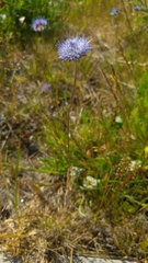 Jasione montana