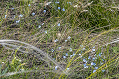 Eritrichium pectinatum