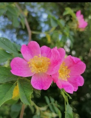 Rosa