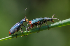 Clanoptilus geniculatus