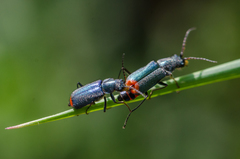 Clanoptilus geniculatus