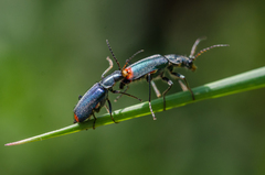 Clanoptilus geniculatus