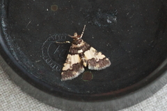 Nacoleia mesochlora