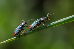 Clanoptilus geniculatus