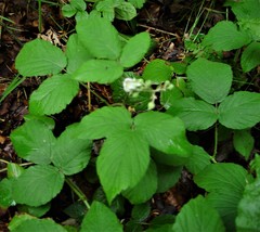 Rubus angloserpens