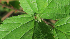 Leptophyes punctatissima