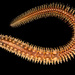 Polynoe scolopendrina - Photo (c) Bernard Picton,  זכויות יוצרים חלקיות (CC BY), הועלה על ידי Bernard Picton