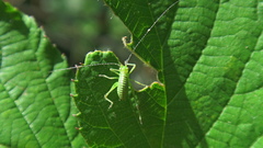 Leptophyes punctatissima