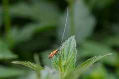 Nemophora degeerella