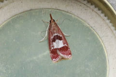 Syntonarcha vulnerata