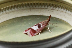 Syntonarcha vulnerata