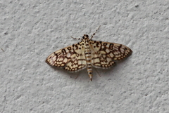Haritalodes derogata