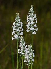 Platanthera nivea