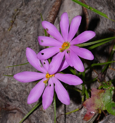 Sabatia gentianoides