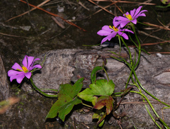 Sabatia gentianoides