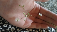 Cerastium fontanum