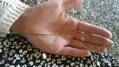 Cerastium fontanum