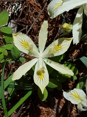 Iris chrysophylla