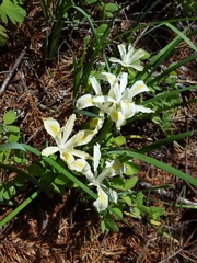 Iris chrysophylla