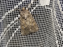 Dichagyris forcipula