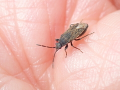 Peritrechus gracilicornis
