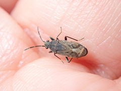 Peritrechus gracilicornis